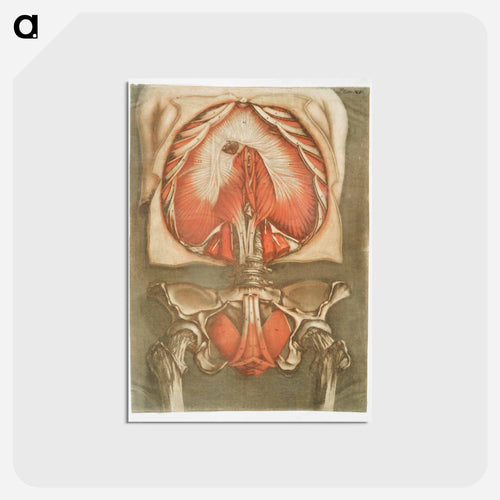 This fascinating collection of anatomical illustrations - アルノルド エロイ ゴーティエ ダゴティ Postcard.