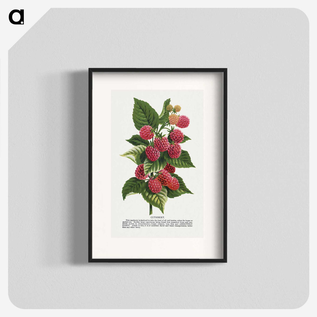 1-11_Botanical-Specimen-Plates_blk