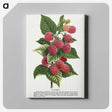 1-11_Botanical-Specimen-Plates_canvas