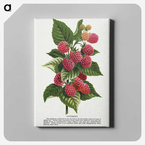 1-11_Botanical-Specimen-Plates_canvas