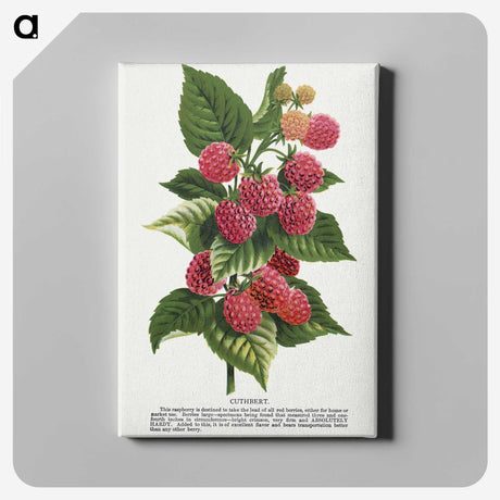 1-11_Botanical-Specimen-Plates_canvas