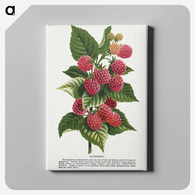 1-11_Botanical-Specimen-Plates_canvas