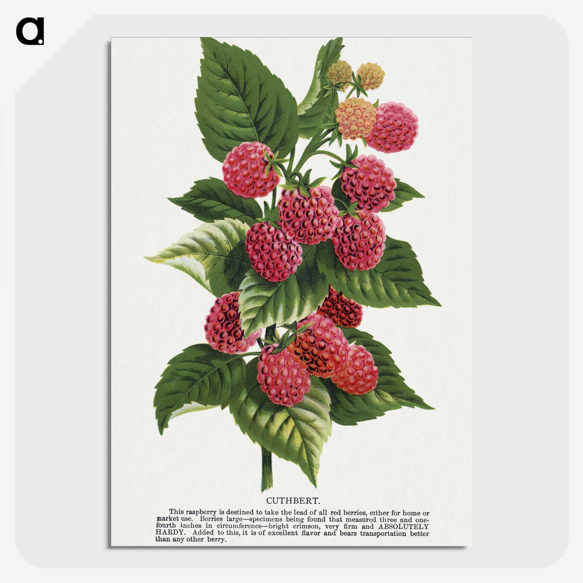 1-11_Botanical-Specimen-Plates_picture-crop