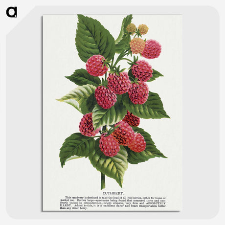 1-11_Botanical-Specimen-Plates_picture-crop
