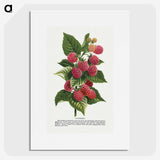 1-11_Botanical-Specimen-Plates_picture