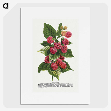 1-11_Botanical-Specimen-Plates_picture