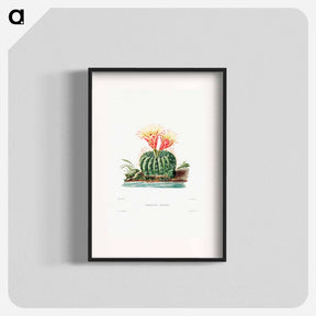 アートポスター-Sun Cup Cactus
 - シャルル アントワーヌ ルメール Poster.