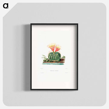 Sun Cup Cactus
 - シャルル アントワーヌ ルメール Poster.