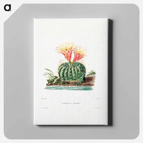 アートパネル-Sun Cup Cactus
 - シャルル アントワーヌ ルメール Canvas.