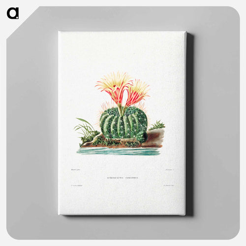 Sun Cup Cactus
 - シャルル アントワーヌ ルメール Canvas.