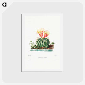アートポストカード-Sun Cup Cactus
 - シャルル アントワーヌ ルメール Postcard.