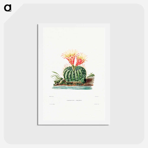 Sun Cup Cactus
 - シャルル アントワーヌ ルメール Postcard.