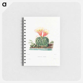 アートメモ帳-Sun Cup Cactus
 - シャルル アントワーヌ ルメール Memo.