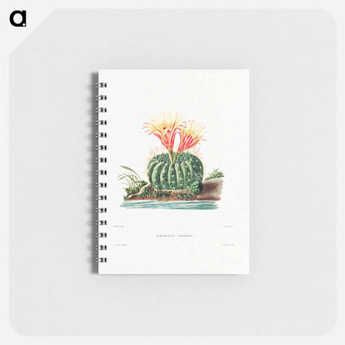 Sun Cup Cactus
 - シャルル アントワーヌ ルメール Memo.