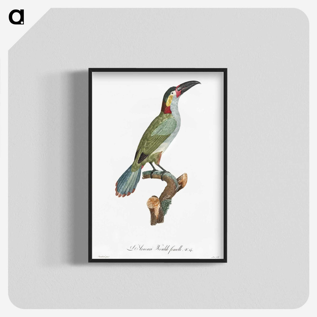 1-11_Des-Oiseaux-de-Paradis_blk-crop