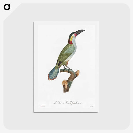 1-11_Des-Oiseaux-de-Paradis_hagaki