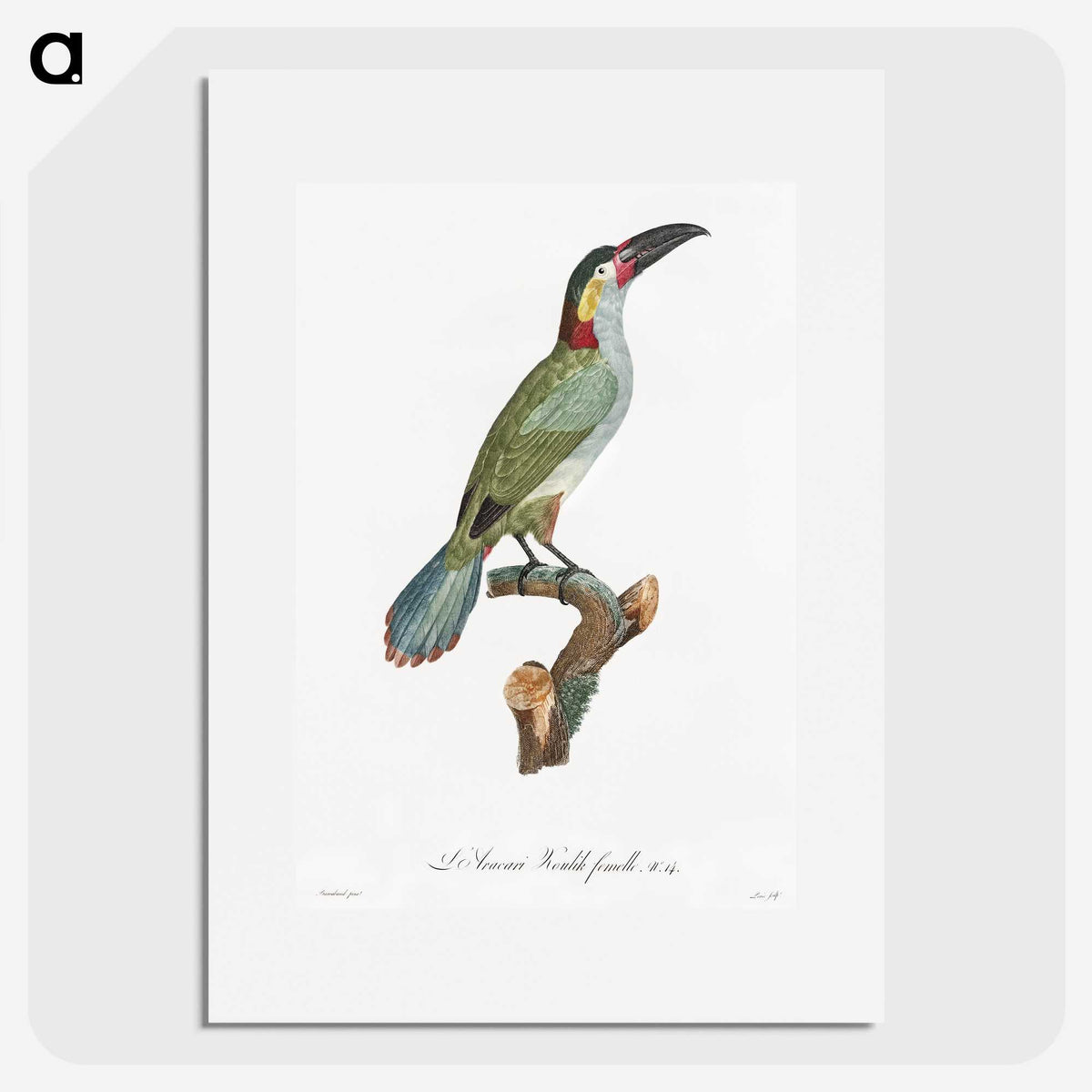 1-11_Des-Oiseaux-de-Paradis_picture