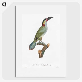 1-11_Des-Oiseaux-de-Paradis_picture