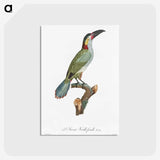 1-11_Des-Oiseaux-de-Paradis_postcard