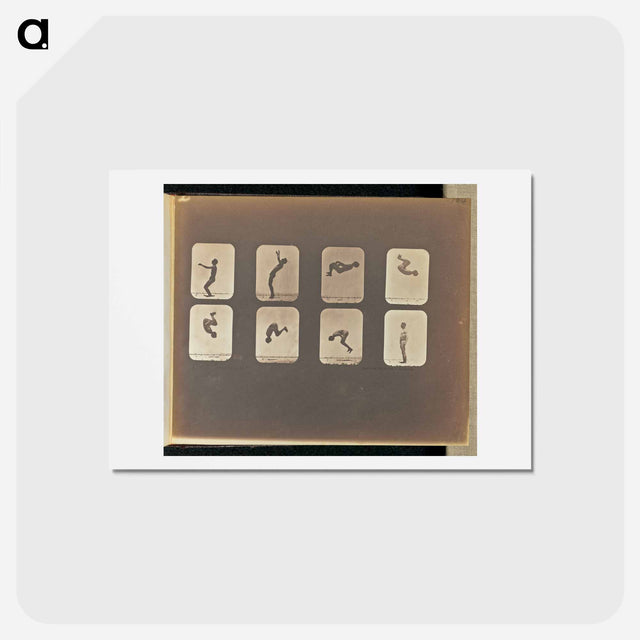アートポストカード-Back Somersault
 - エドワード マイブリッジ Postcard.