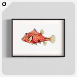 Vintage fish illustration - エルンスト ヘッケル Poster.