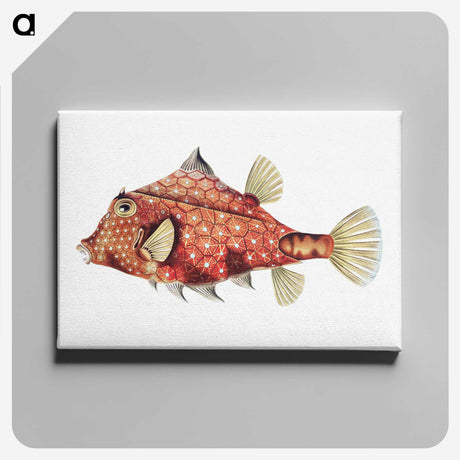 1-11_Ernst-Haeckel_canvas