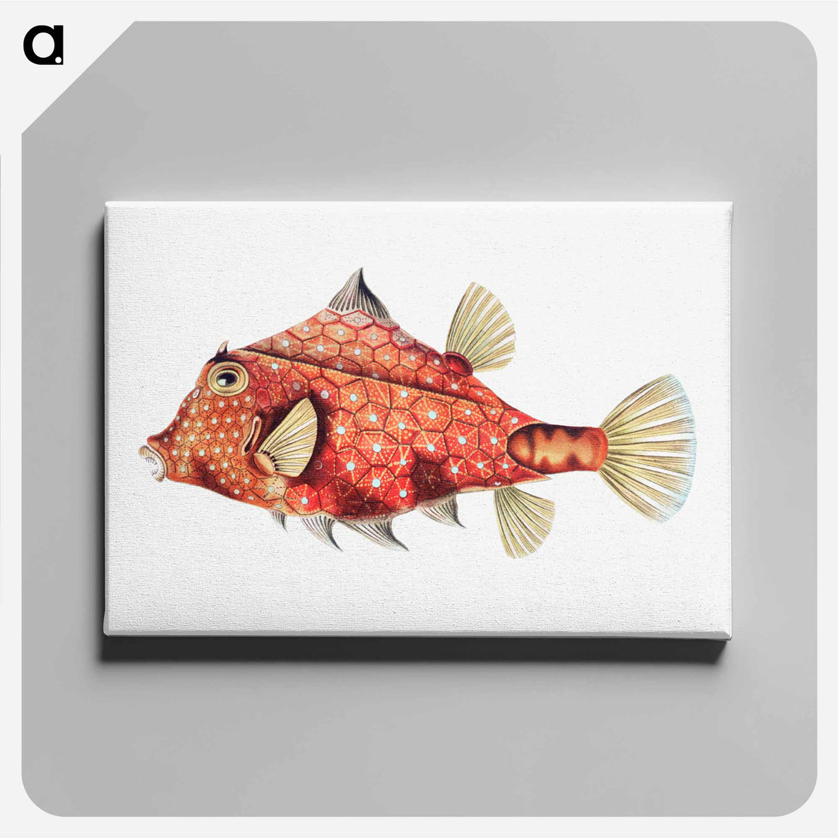 Vintage fish illustration - エルンスト ヘッケル Canvas.