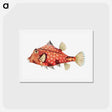 アートポストカード-Vintage fish illustration - エルンスト ヘッケル Postcard.