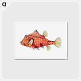 アートポストカード-Vintage fish illustration - エルンスト ヘッケル Postcard.