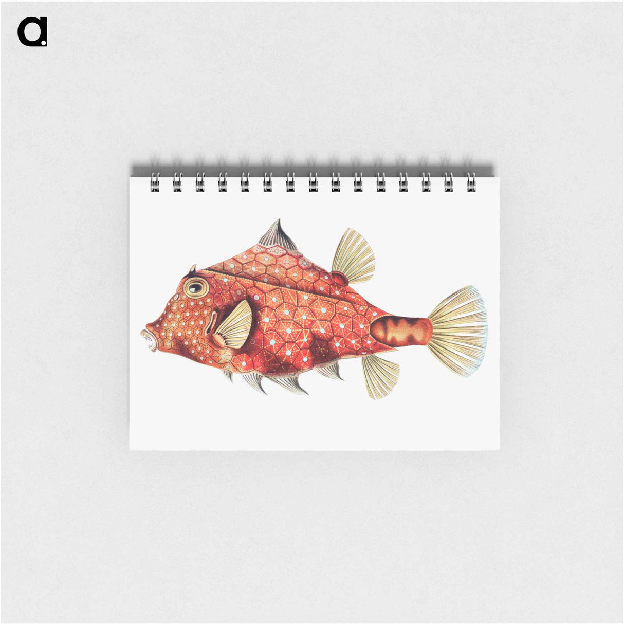 アートメモ帳-Vintage fish illustration - エルンスト ヘッケル Memo.