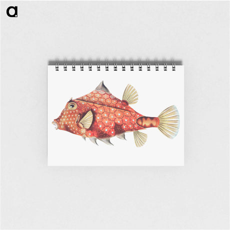 アートメモ帳-Vintage fish illustration - エルンスト ヘッケル Memo.