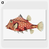 1-11_Ernst-Haeckel_picture-crop