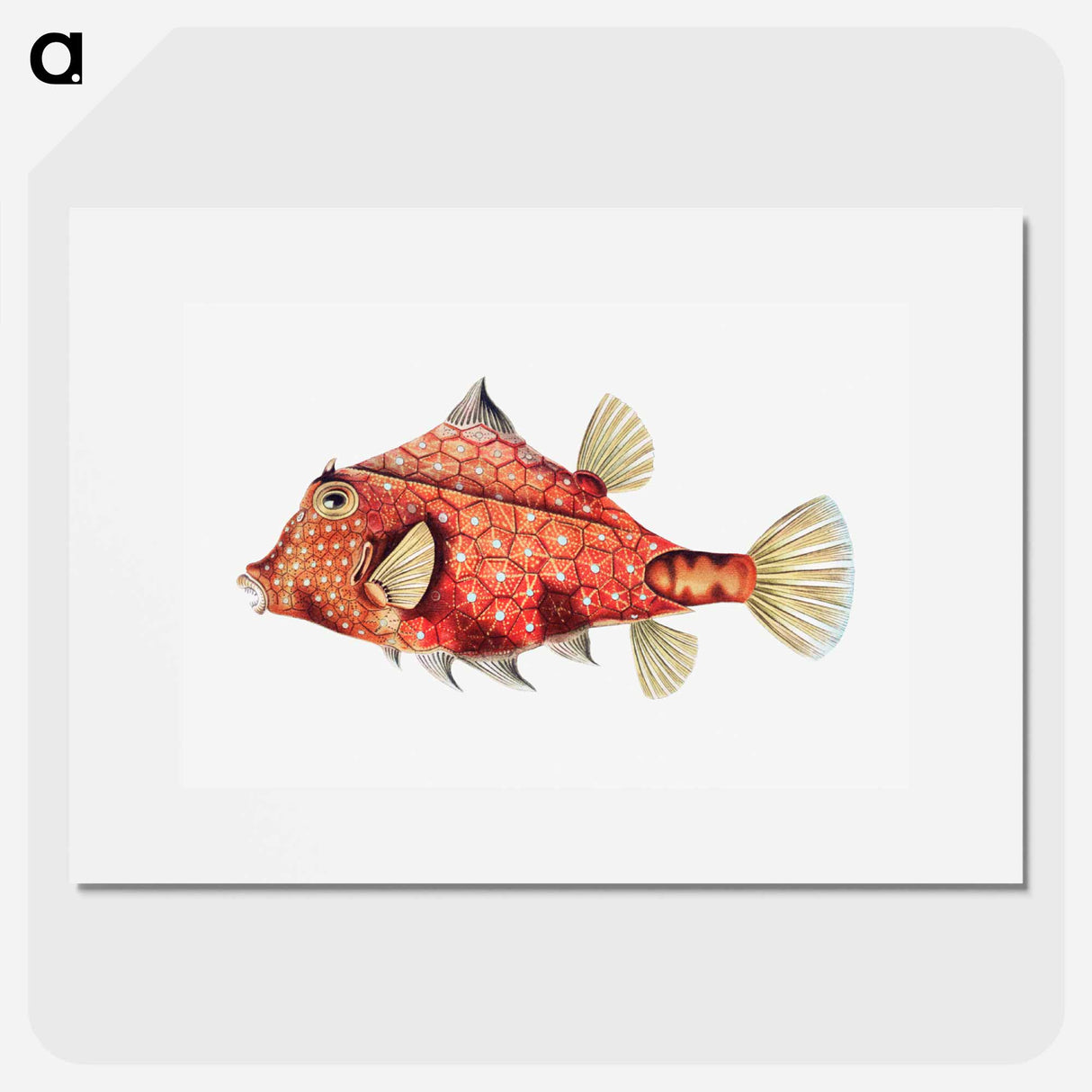 Vintage fish illustration - エルンスト ヘッケル Poster.