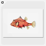 Vintage fish illustration - エルンスト ヘッケル Poster.