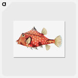 アートポストカード-Vintage fish illustration - エルンスト ヘッケル Postcard.