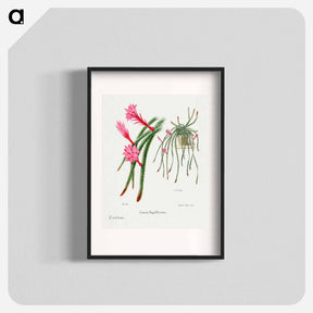 アートポスター-Rattail Cactus
 - サボテン科 Poster.