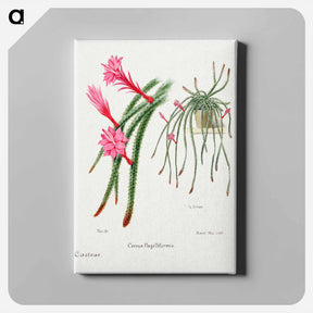 アートパネル-Rattail Cactus
 - サボテン科 Canvas.