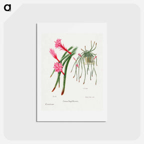 アートポストカード-Rattail Cactus
 - サボテン科 Postcard.
