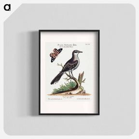 アートポスター-Pica grisea Brasiliensis
 - ジョージ エドワーズ Poster.