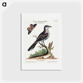 アートポストカード-Pica grisea Brasiliensis
 - ジョージ エドワーズ Postcard.
