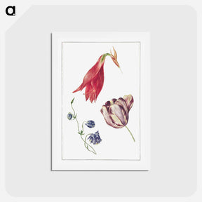 アートポストカード-Tulp, Akelei en Amaryllis
 - ジョージアス ヤコブス ヨハネス ファン オス Postcard.