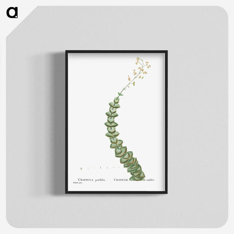 1-11_Histoire-des-Plantes-Grasses_blk-crop
