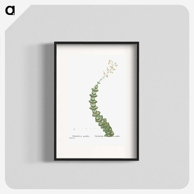 1-11_Histoire-des-Plantes-Grasses_blk