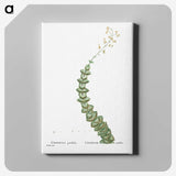 1-11_Histoire-des-Plantes-Grasses_canvas