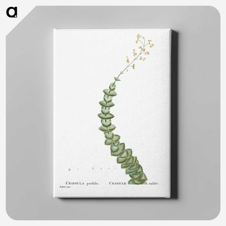 1-11_Histoire-des-Plantes-Grasses_canvas