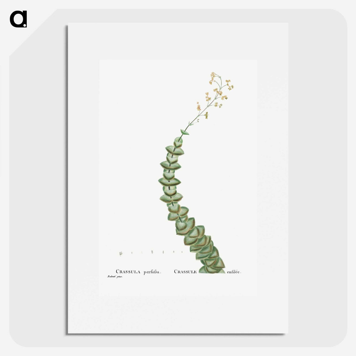 1-11_Histoire-des-Plantes-Grasses_picture