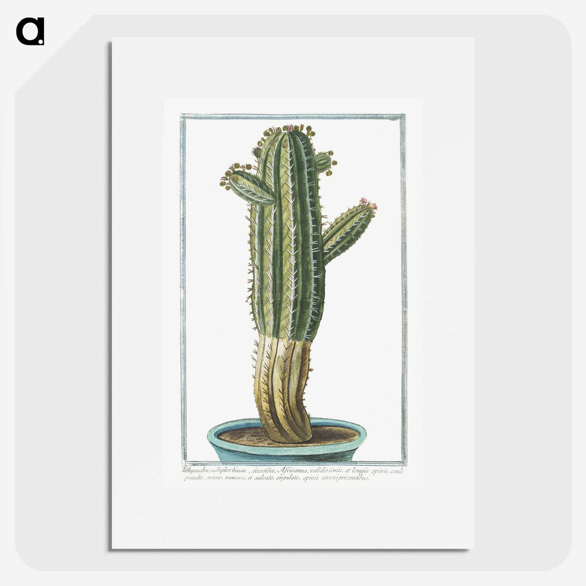 1-11_Hortus-Romanus-Botanical-Plates_picture
