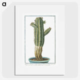 1-11_Hortus-Romanus-Botanical-Plates_picture