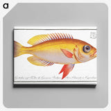 1-11_Ichtyologie-ou-Histoire-naturelle_canvas