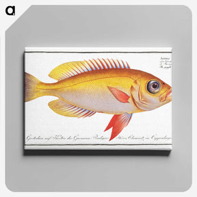 1-11_Ichtyologie-ou-Histoire-naturelle_canvas